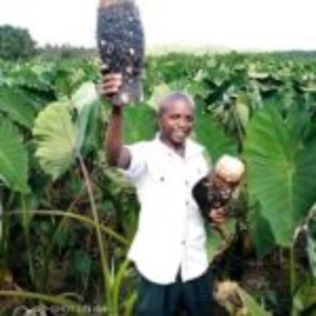 Farmers target flood resistant crops for quick cash
