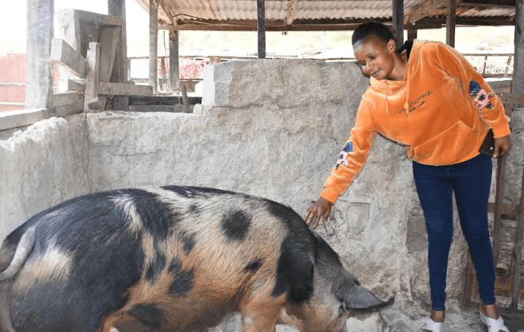 KALRO steps up efforts to transform pig value chain