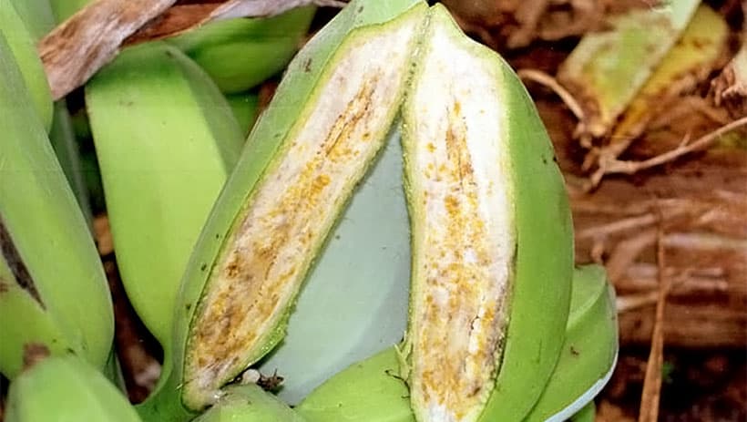 Scientists develop banana variety which is resistance to deadly bacterial wilt disease