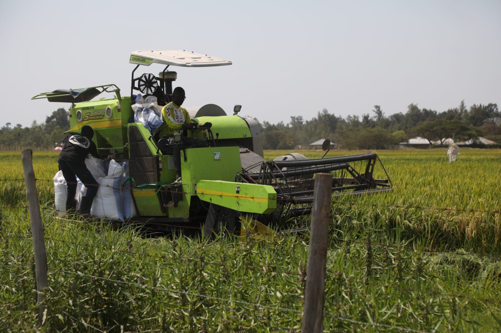 LBDA launches first rice harvest, targets 20,000 acres under cultivation