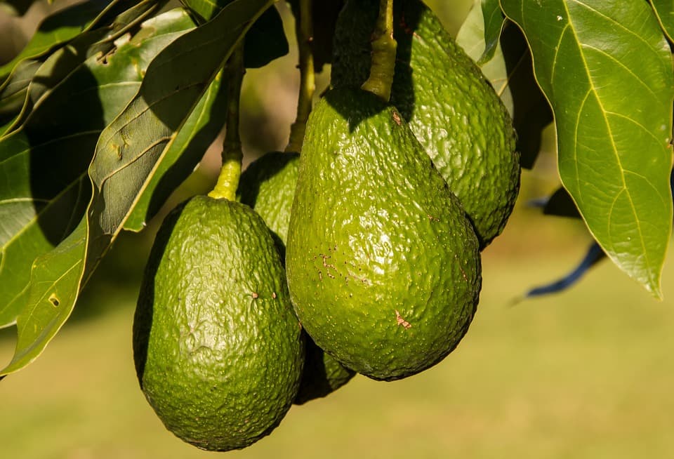 Murang’a farmers urged to take advantage of direct flights to the USA to export avocados