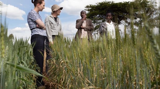 KALRO establishes facility to control rust disease causing 80% losses
