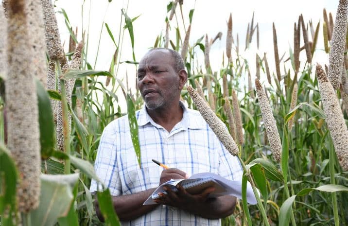 How Pearl Millet is quietly making a comeback in Kenya’s dry lands