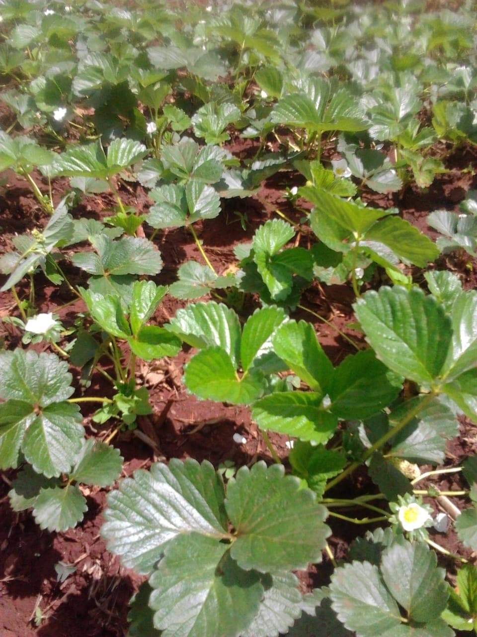 Gatundu farmer earns Sh640,000 a season from strawberry farming after quitting job