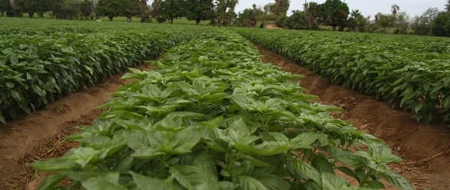 Fact sheet: Propagating and harvesting mint