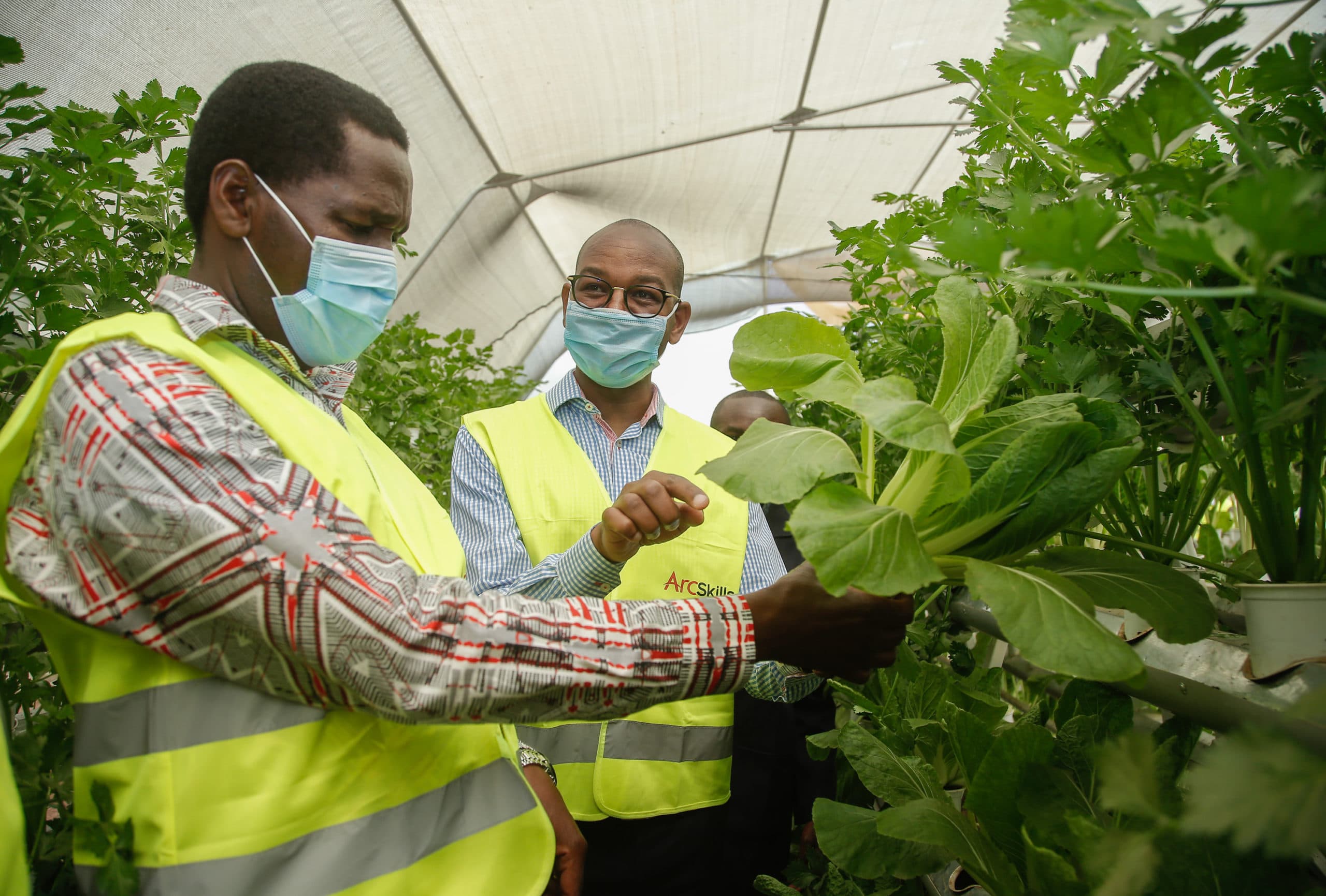 KCB sets out to launch 28,000 greenhouses for youth to earn a living