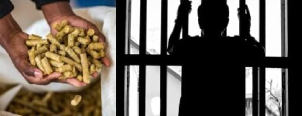 Jail terms for farmers making own feed