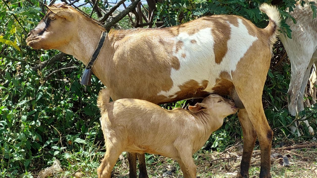 The goat mums of Morijo: How a merry-go-round goat project is transforming the lives of women in a little-known village in Narok County