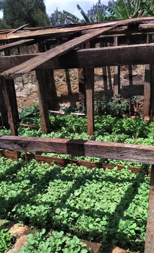 How mixed vegetable farming keeps Meru farmer earning through the year