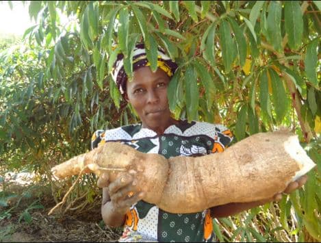 New disease resistant cassava varieties for Coastal Kenya can yield 20 to 28 tons per acre