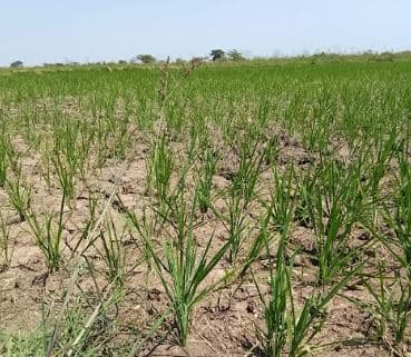 Kisumu rice farmers decry water shortage over stalled project