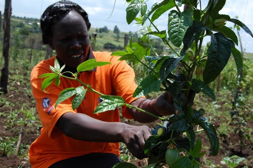 Fruit farming saving eastern region farmers from erratic rainfall