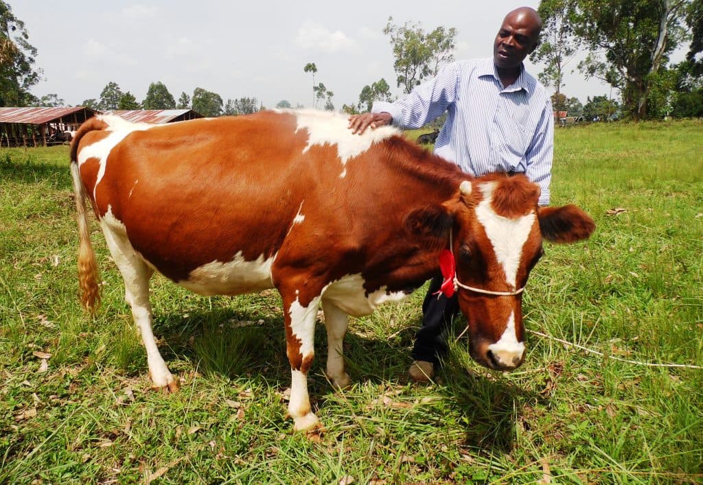 How to get a fertile cow for more milk and calves