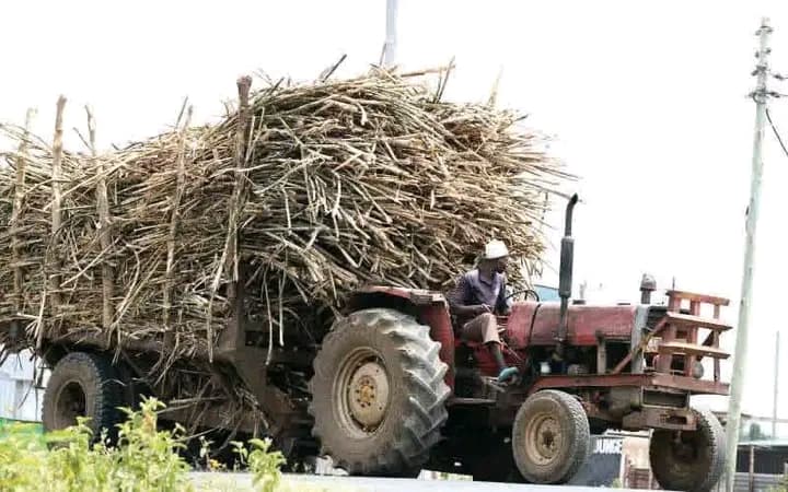 Sugarcane farming reports Growth in Tinderet, Nandi