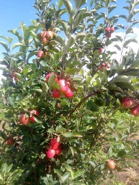 Wambugu Apples set up Sh300,000 earner on 1/8th acre