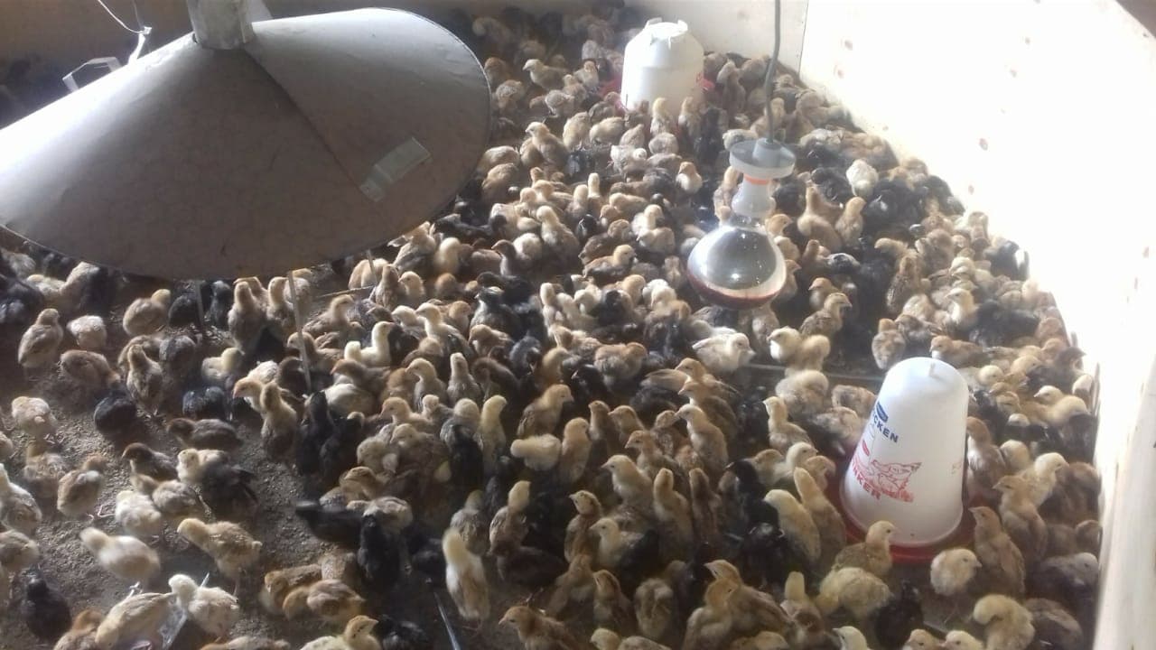 KCB targets 1000 poultry farmers in Makueni County with training and financial support