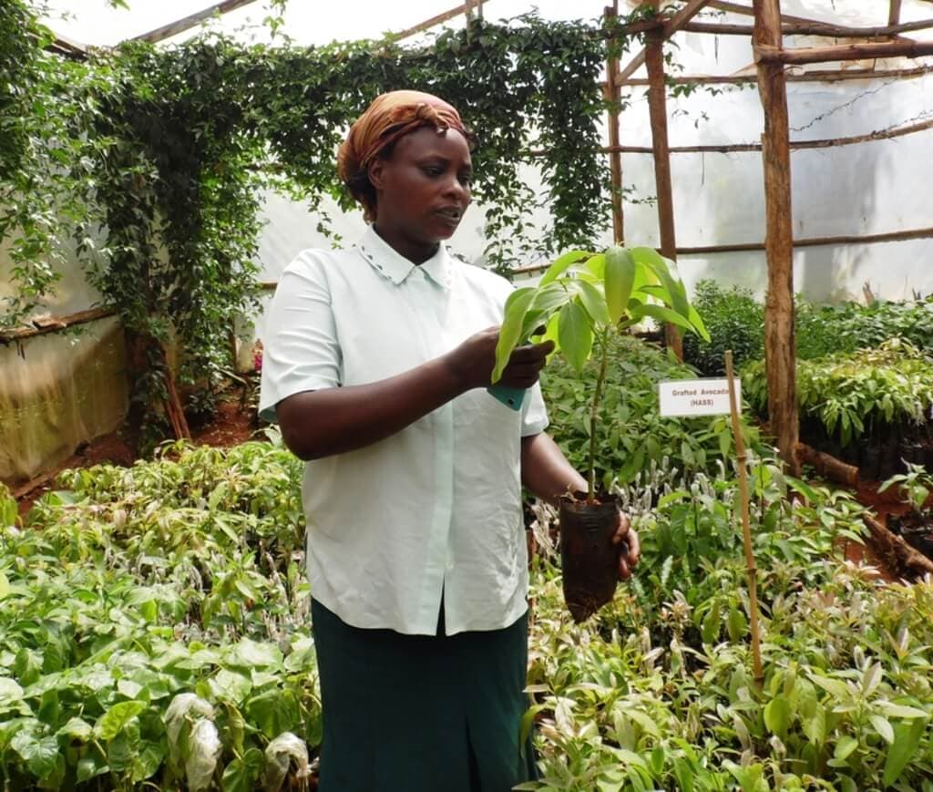 Farmer targets more income with rising demand for rare crops