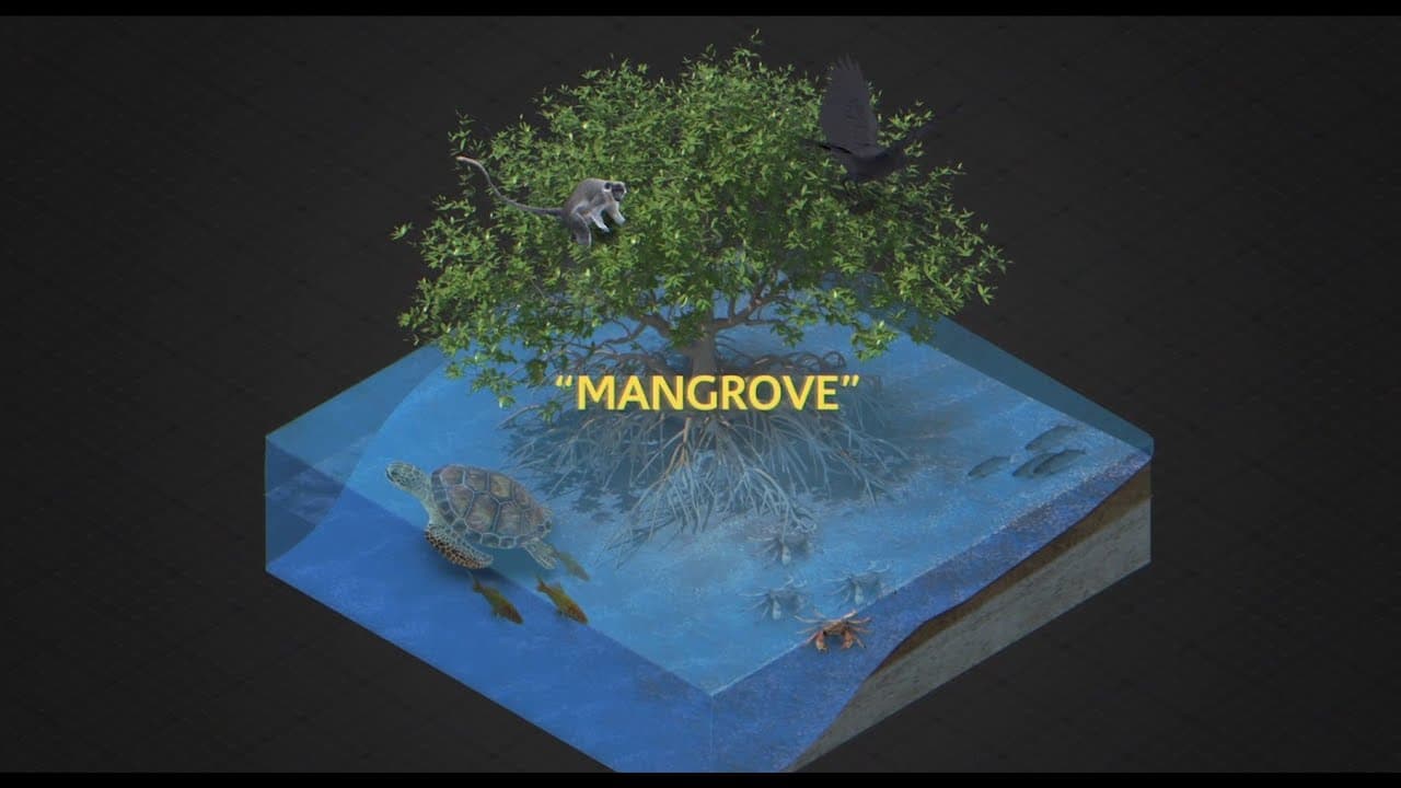 The Murky Mangrove: Threats and Interventions at the Kenyan Coast