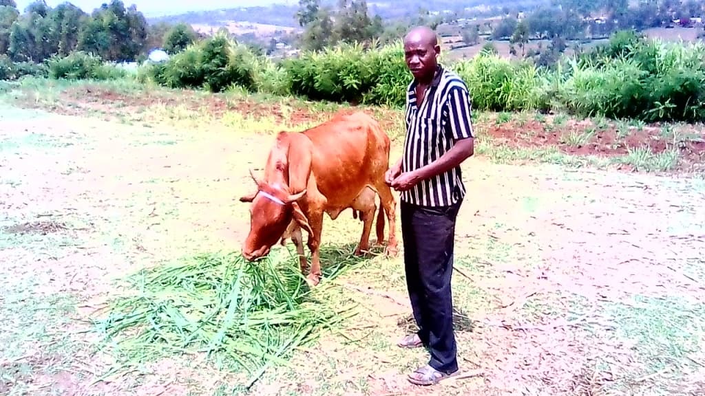 Kuria farmer makes success of cattle rearing despite challenges