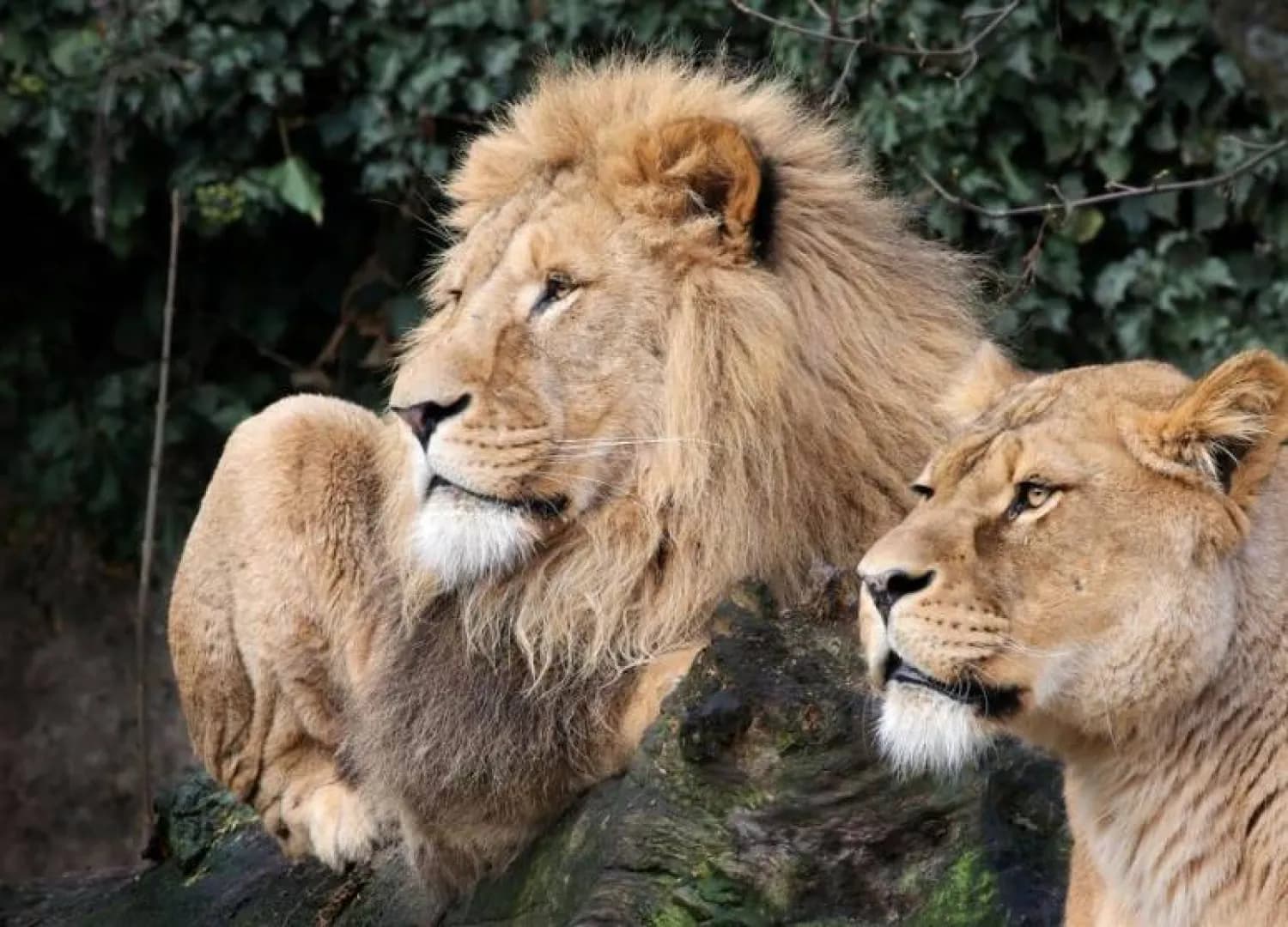 Ten lions die in suspected poisoning at Tanzania wildlife reserve