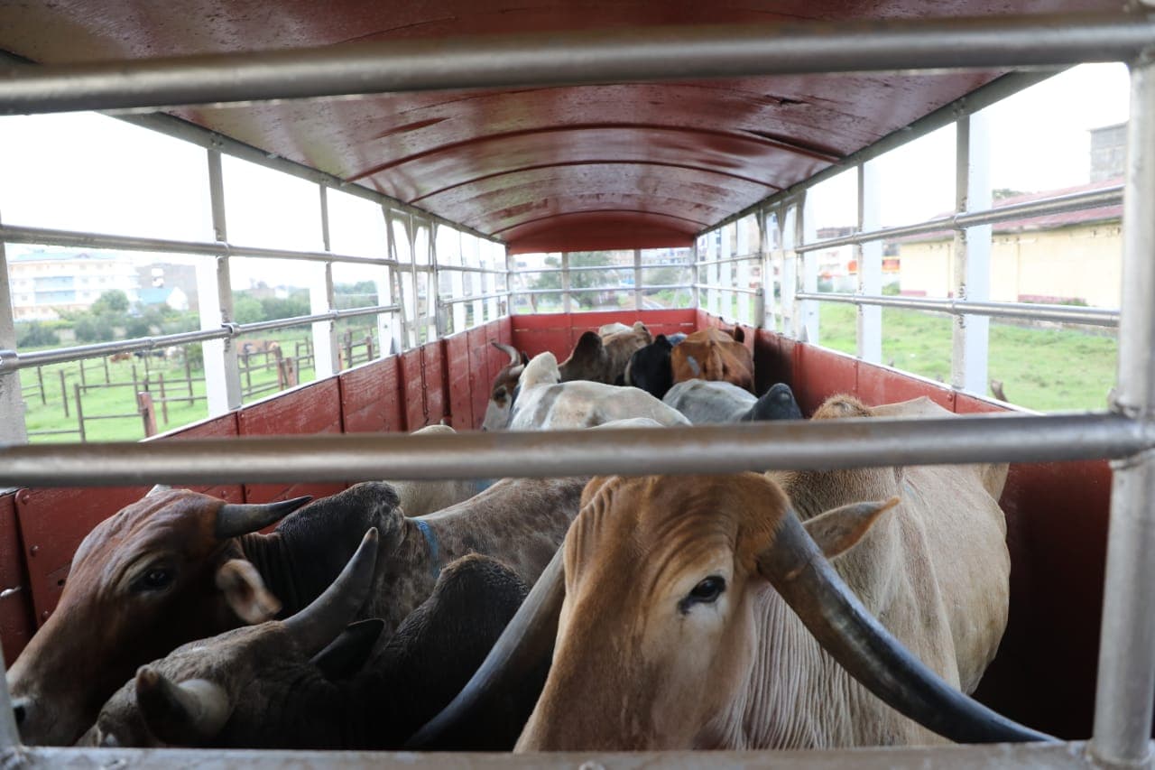 Kenya Railways resumes livestock transport on Nairobi-Nanyuki line