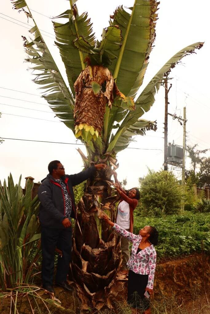 University begins cultivating nutrient-dense Ethiopian ‘tree against hunger’