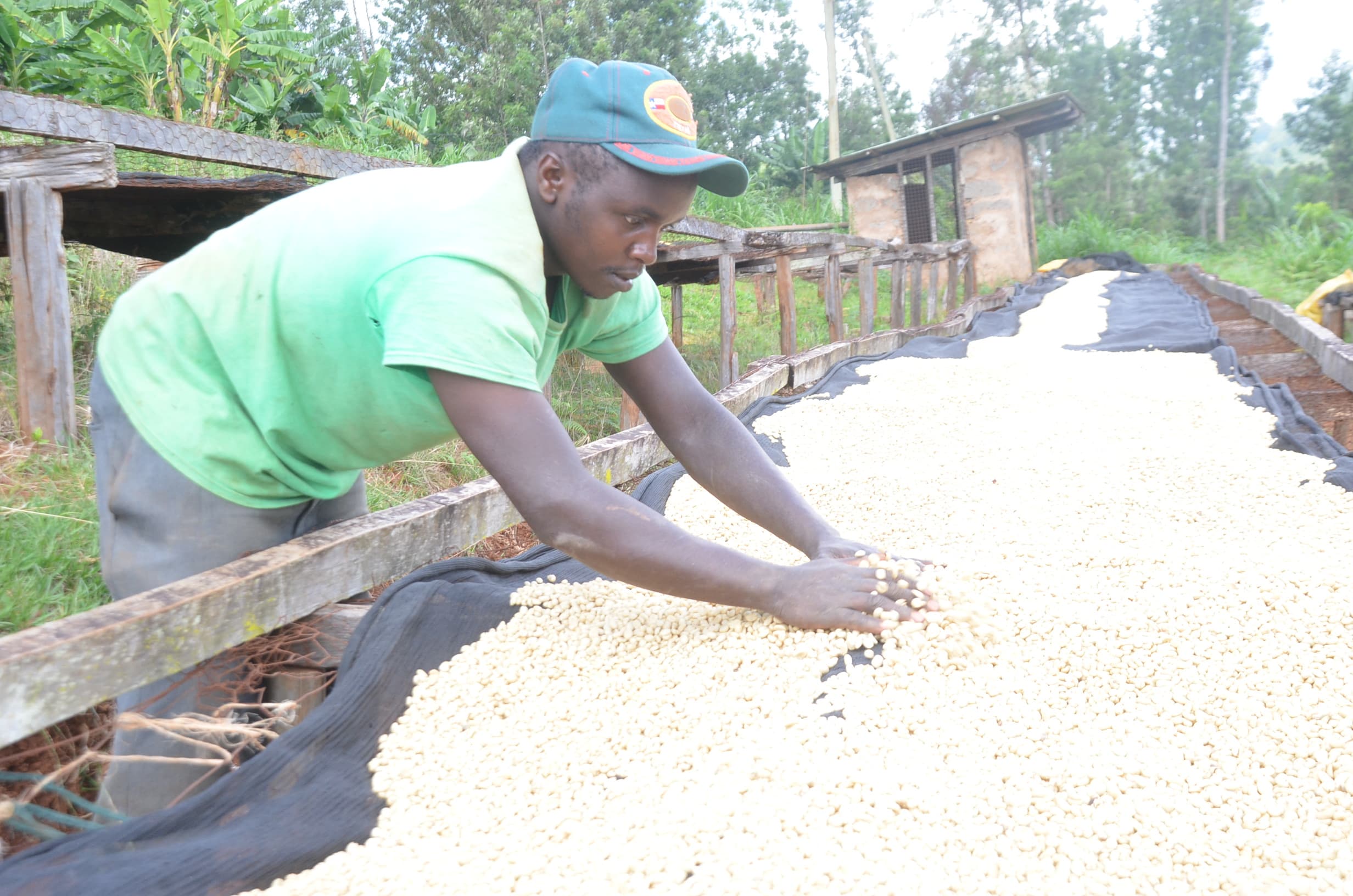Coffee auctions hit Sh32 billion as NCE breaks for mid-year recess