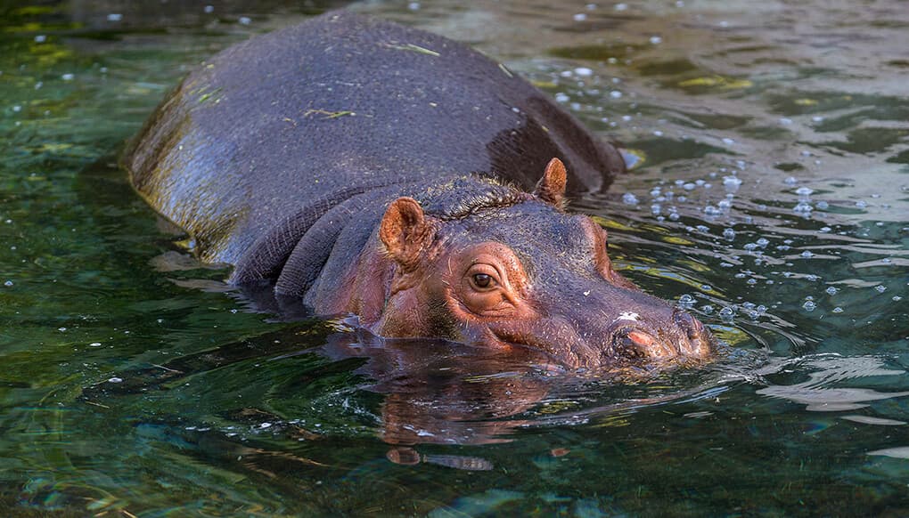 Two drown after hippopotamus capsizes canoe in Tana River