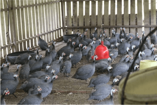 Expert tips for anyone entering Guinea Fowl farming