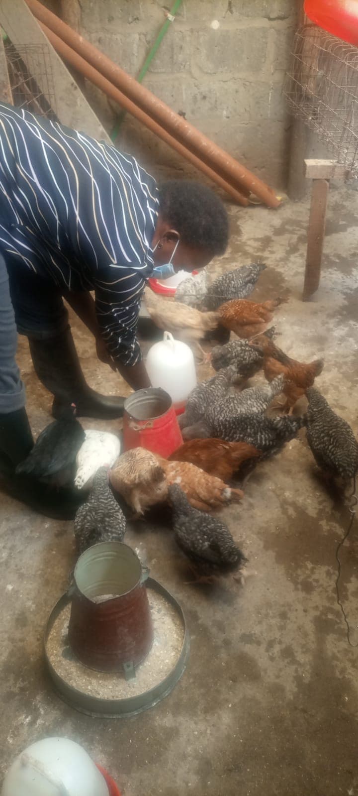 Farmer’s Homemade Fix: Bicarbonate, Sugar & Salt Cure Diarrhea in Chickens