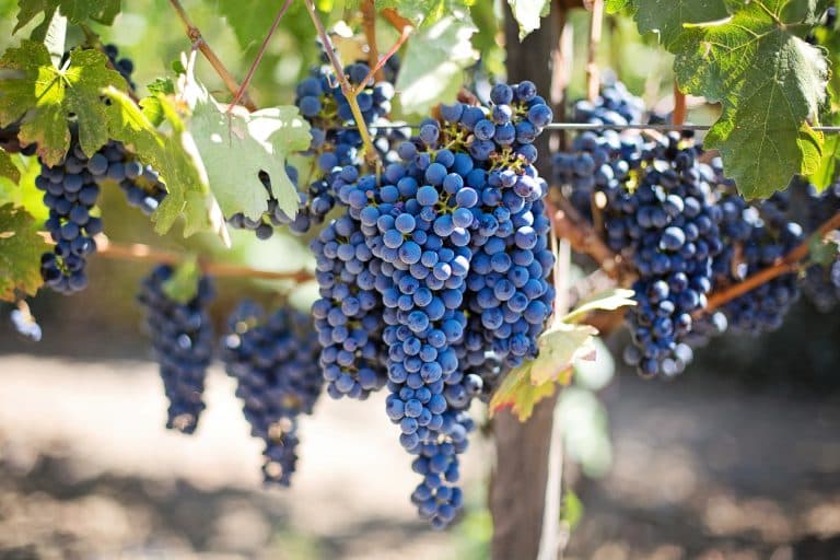 Murang’a wine maker training farmers on commercial production of grapes