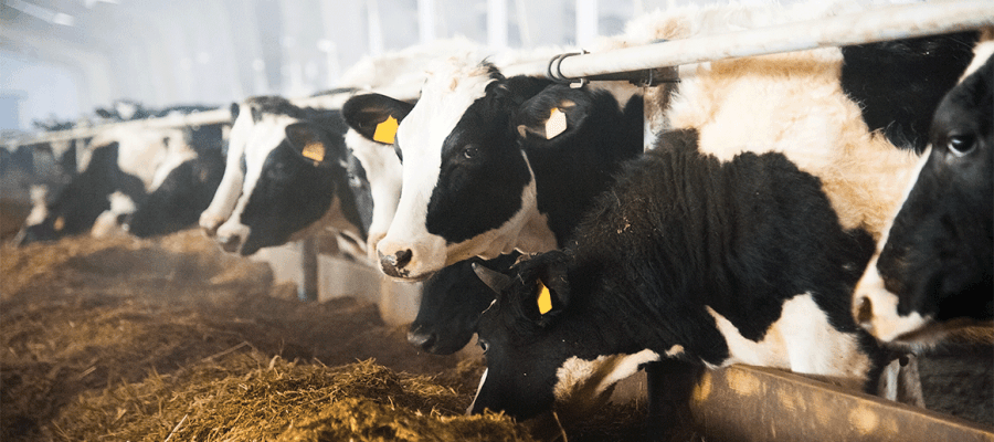 Western Kenya dairy farmers bank on brewery waste to save Sh50, 000 animal feed costs a month