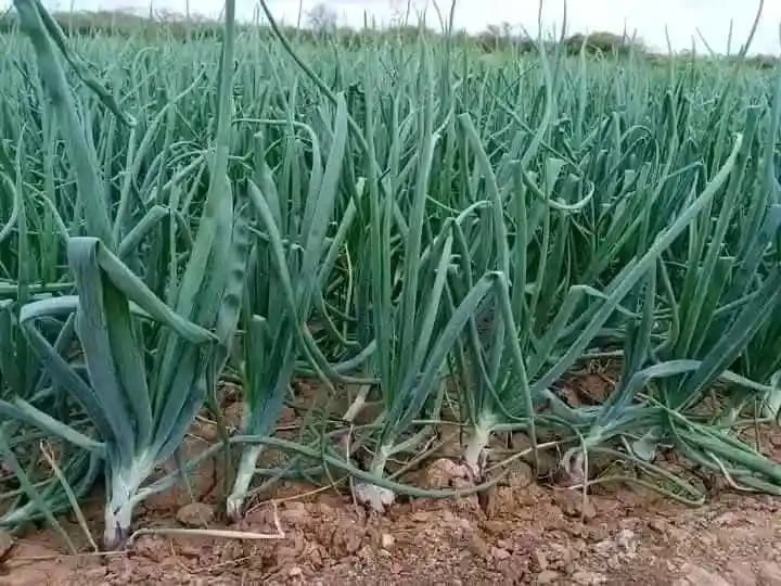 Farmer bets on dual-crop strategy to survive unpredictable seasons