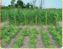 How to control weeds in maize without use of pesticides