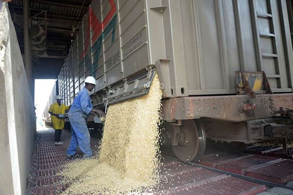 How to reduce post-harvest losses in maize by 20 to 30 per cent