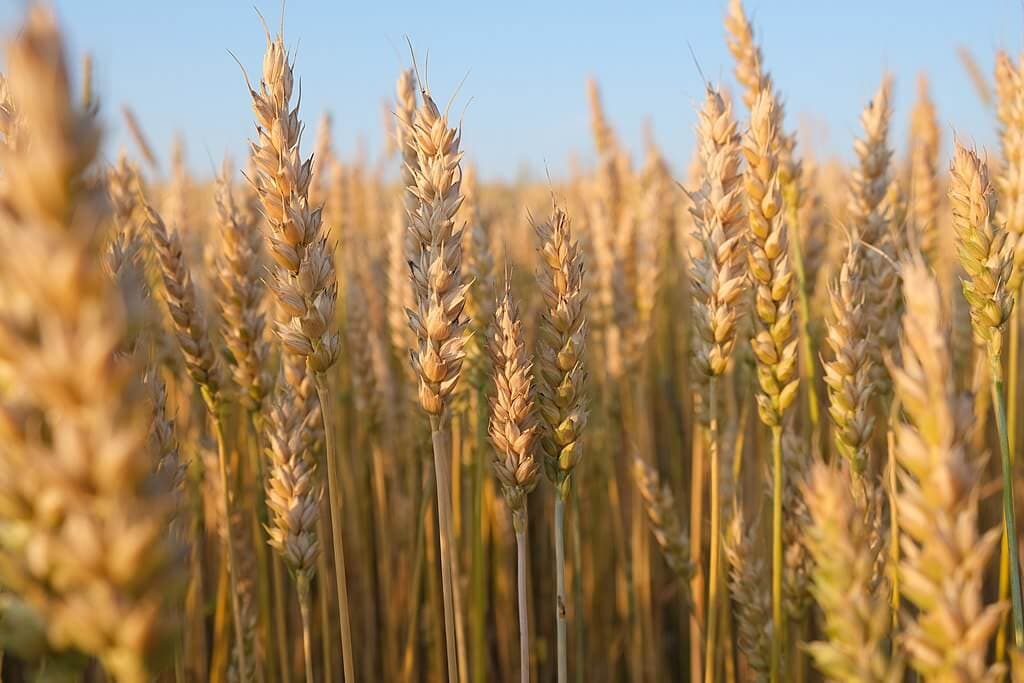 Locally produced seed shortage driving farmers out of wheat