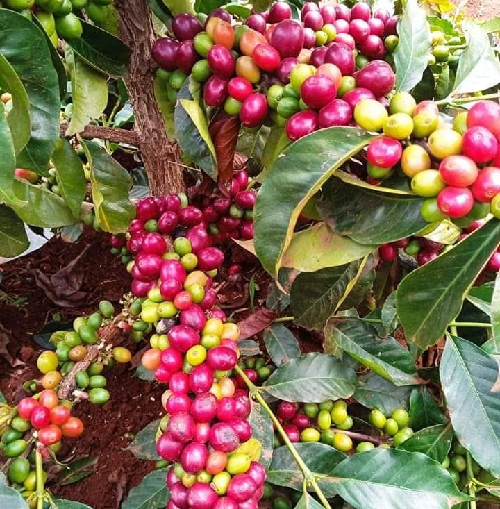 Government unveils plan to increase coffee production in North Rift