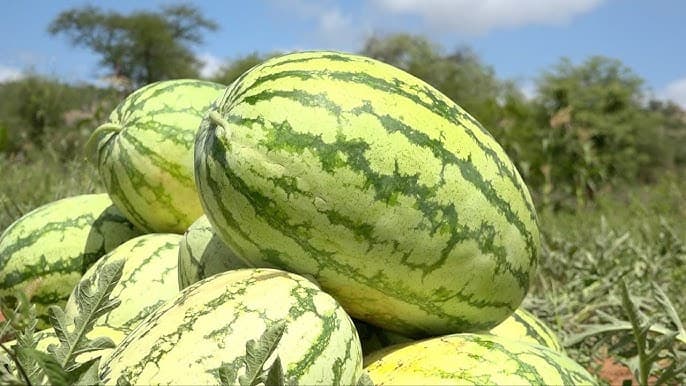 Maridadi F1: Everything you need to know about this hybrid watermelon variety