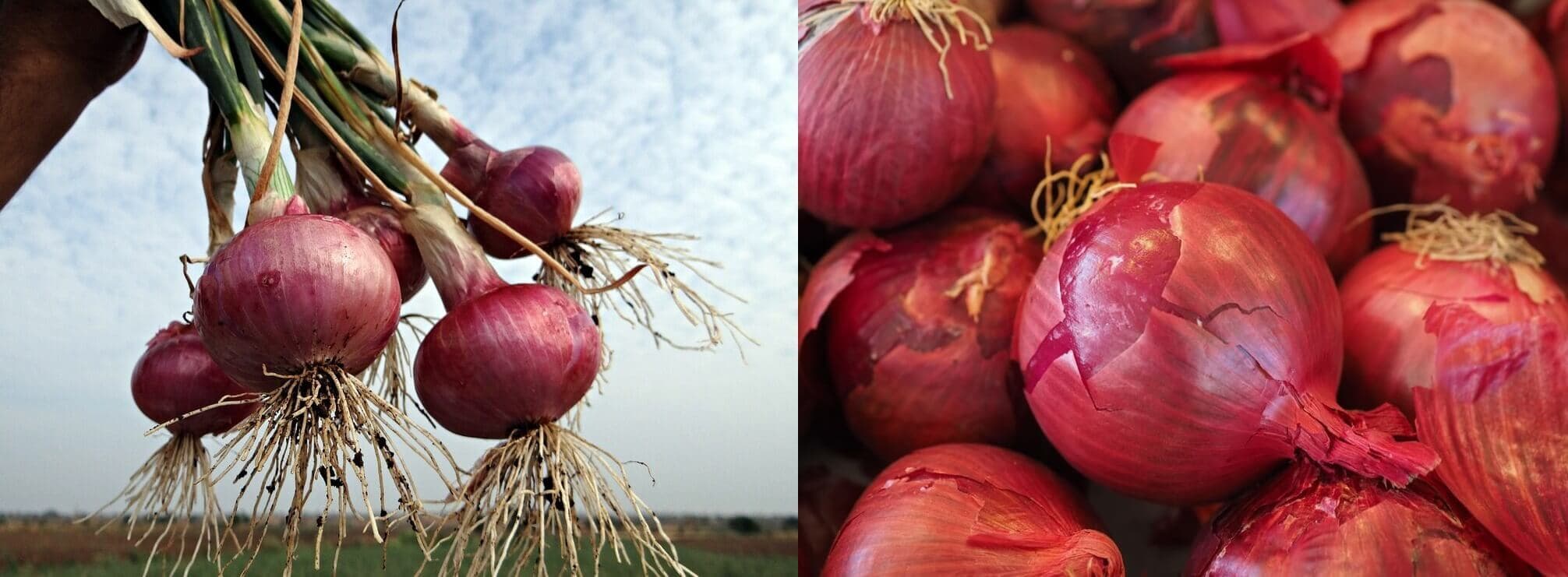 Cutting onion necks shorter lifts farmer’s earnings 23%