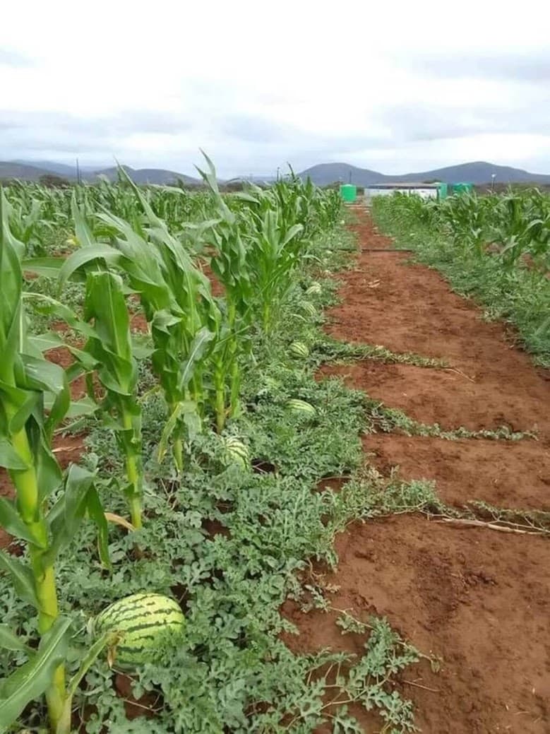 ‘Three sister’ mixed cropping gives 54% more food from old, indigenous methods