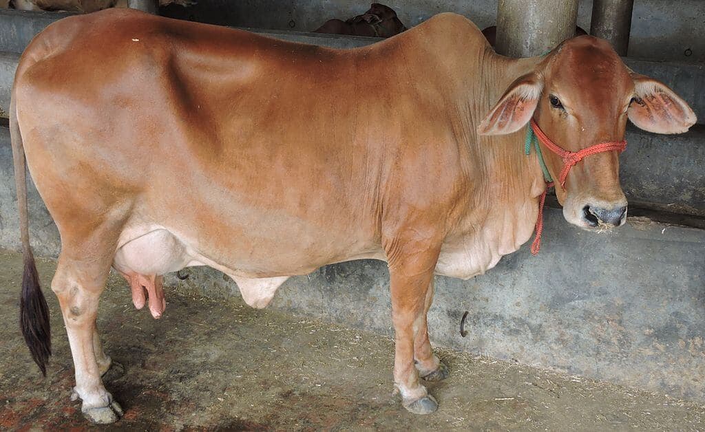 Sahiwal and Jersey cow breeds most suitable for arid and semi-arid areas