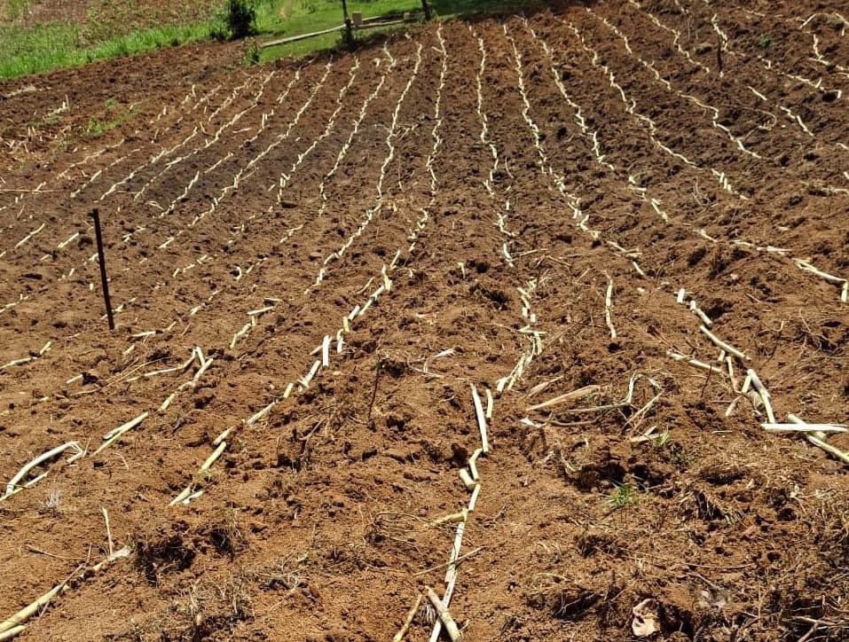 Big Test For Ruto’s Sweet Promises on Sugar Sector
