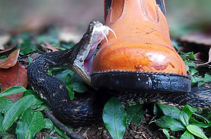 Six-year-old boy dies after snake bite in Laikipia