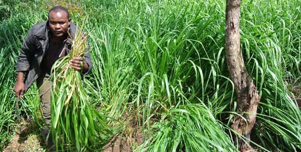 Siaya farmers triple milk yield feeding brachiaria grass