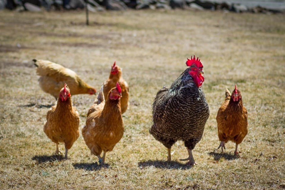 The higher returns of Kari ‘Kienyeji’ chicken