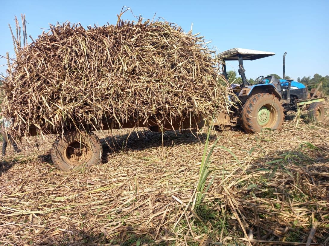 Sugarcane Farmers Earn More as Sugar Sector Reforms Boost Production