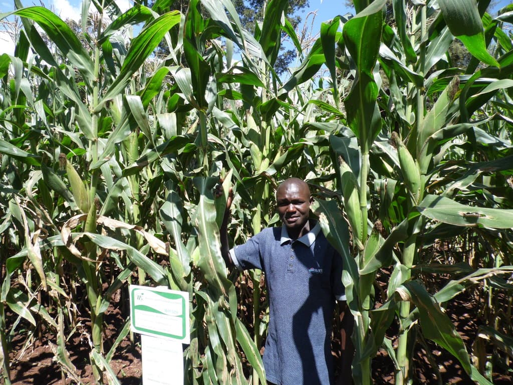 Low nitrogen and drought tolerant maize gives over 20 bags per acre