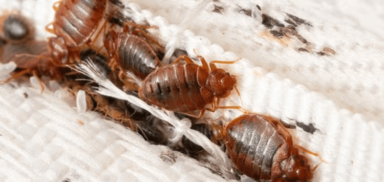 America’s Bed Bug Hotspots Revealed as Chicago Tops 2026 Infestation Rankings Again