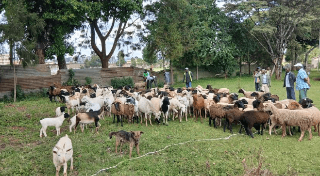 Nyahururu police recover over 70 stolen sheep, goats