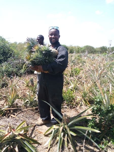 Kilifi farmer banks on pineapples as season’s low-cost money maker